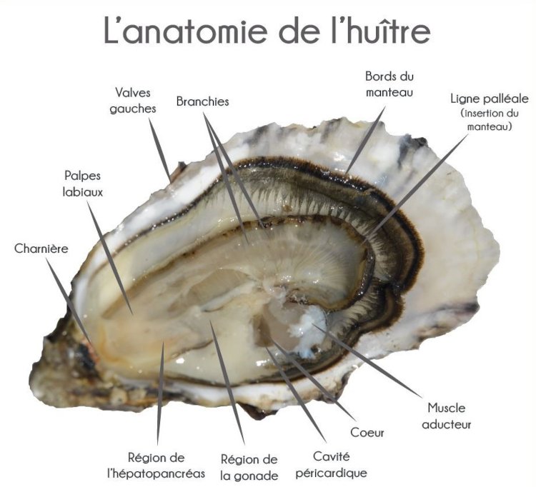 Anatomie de l'huître