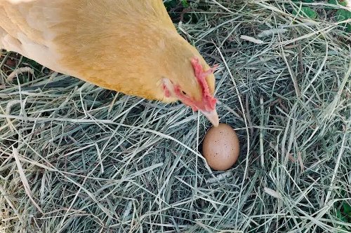 alimentation animaux